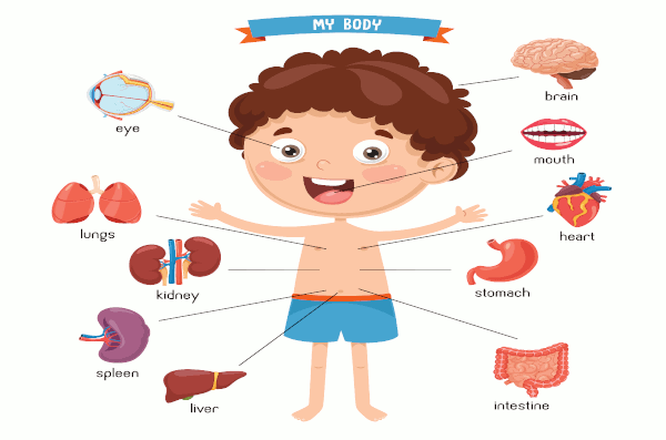 body parts inner organs